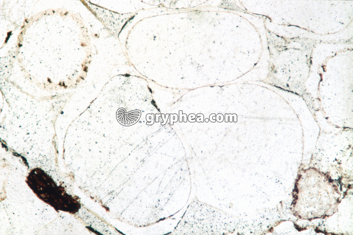 Grès vosgien LPNA x10 - gryphea.com